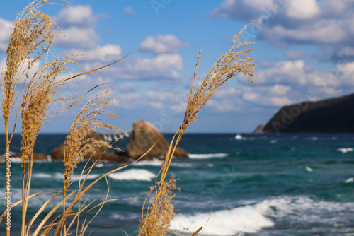Close up of Dry Grass with Rough Ocean Waves and Coastal Rocks.