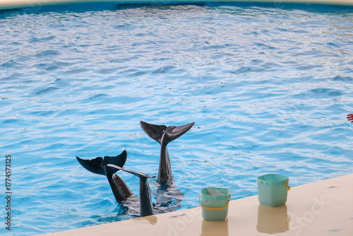 Dolphin or Orca Tail Trick in Blue Pool Water