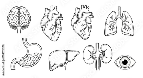 Anatomical Icons Human Organs Brain Heart Lungs Stomach Liver Kidney Eye Illustrations
