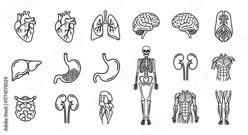 Collection of detailed human anatomy illustrations including organs, skeleton, and body systems