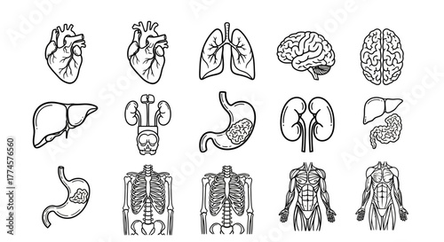 Human internal organs and body systems line art icon set. Detailed sketches of anatomy including brain, heart, liver, and lungs