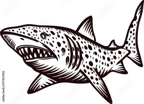 Hand drawn spotted shark illustration with open jaws and fins isolated on white, vintage engraving