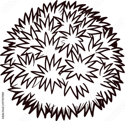 Hand drawn dense bush top view illustration with sharp star shaped leaves isolated on white background