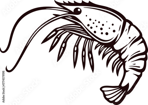 Hand drawn shrimp illustration in black and white vintage seafood animal sketch isolated on white background