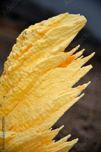 Organic form born from the acidic fumaroles of Ijen