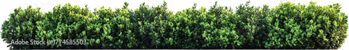 Lush Green Hedge Border PNG – Realistic Green Bushes Transparent Background