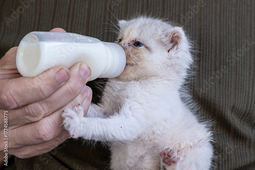 Caring for a baby cat with its bottle