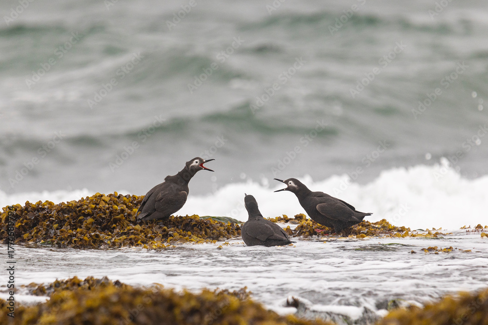 Fototapeta premium Spectacular guillemot or sooty guillemot (Cepphus carbo) bird perched on the ocean shore