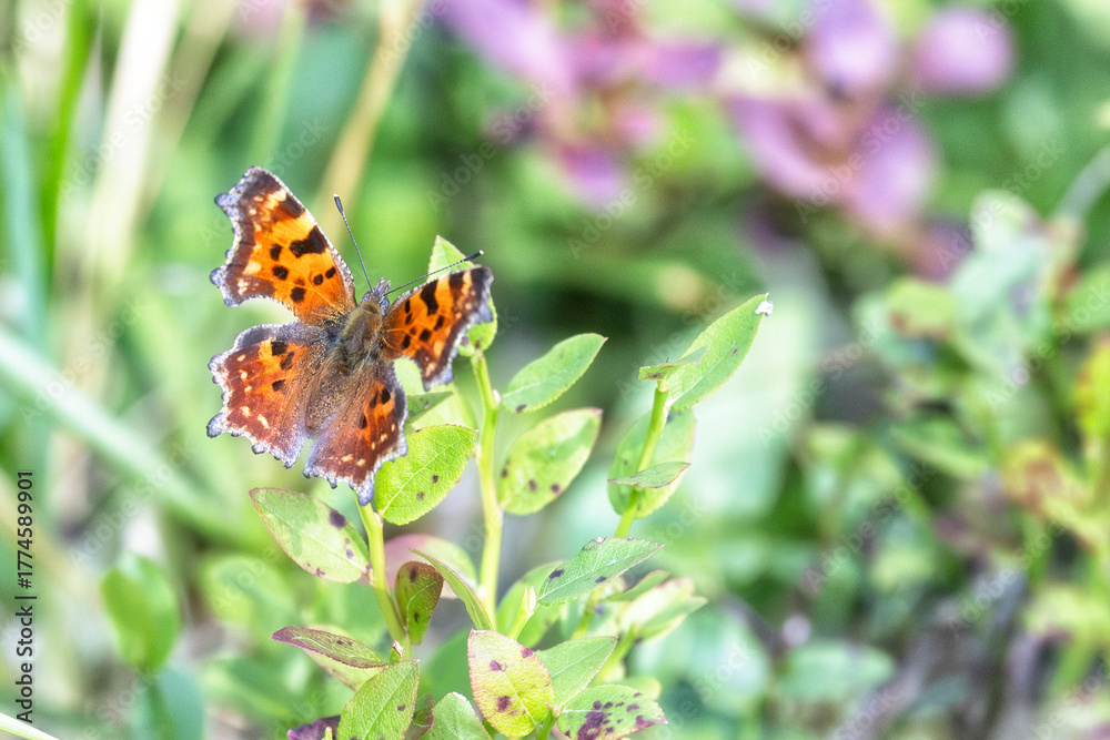 Obraz premium butterfly sits on a flower in the sunny summer day