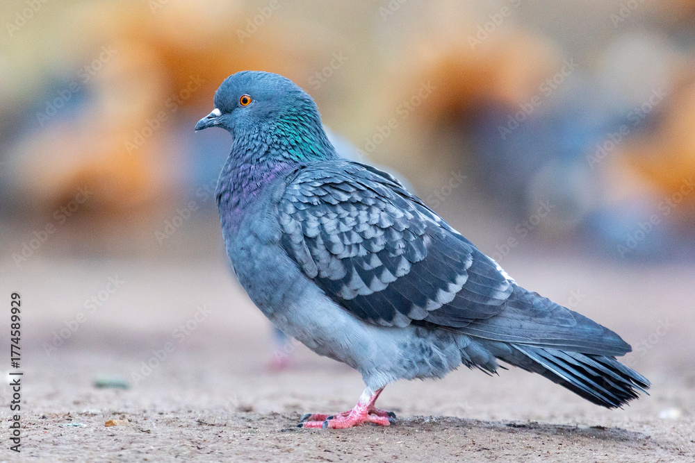 Fototapeta premium A close-up of a rock dove against a bright background