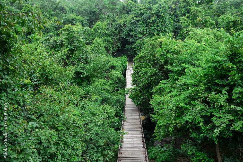Obraz premium A long, wooden bridge spans a dense, green jungle canopy.