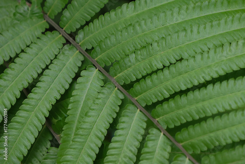 Closed up Fern green leaf beautiful pattern from nature background