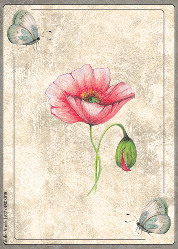 Red Poppy Botanical Card, Hand Drawn Illustration