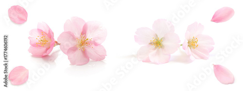 桜 花びら ピンク 春 白 背景 セット