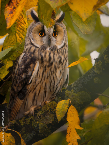 owl on a branch