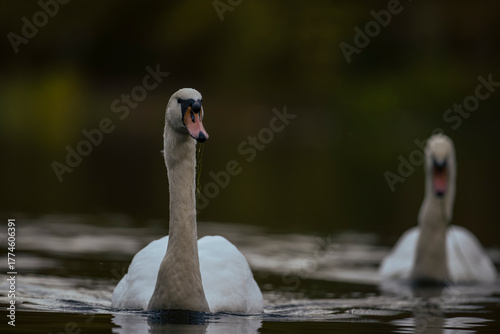 swan on the lake