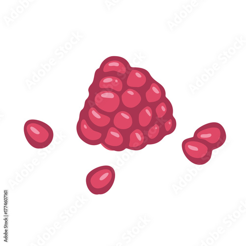 Raspberry fruit cosmetic ingredient illustration