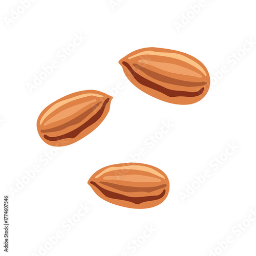 Almond nuts cosmetic ingredient component illustration