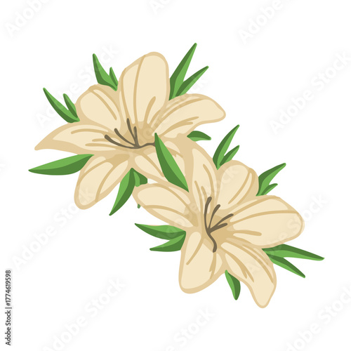 Vanilla flowers, a cosmetic ingredient, illustration