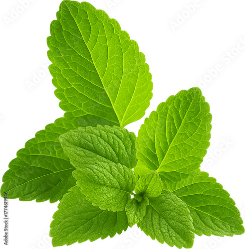 Peppermint Leaf (Herbal Mint, isolated png)