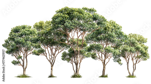 A cluster of lush green trees with detailed bark and foliage isolated on transparent background