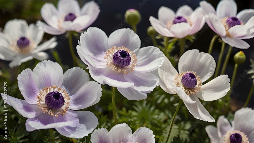 Obraz premium Delicate anemone flowers with soft, silky petals in shades of white, pink, and purple near the pond