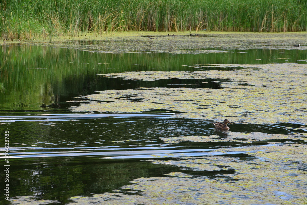 Fototapeta premium Duck swimming in a green, algae-covered pond with reeds