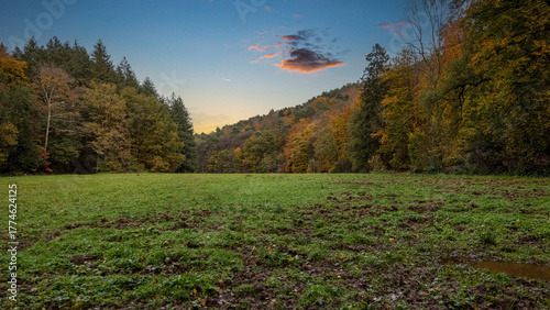 autumn in the forest