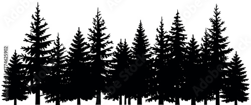 Silhouette of a dense evergreen forest with tall pine trees in a full frame horizontal composition against a white background