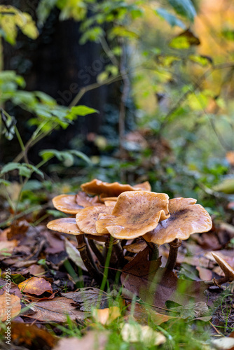 mushroom in autumn forest