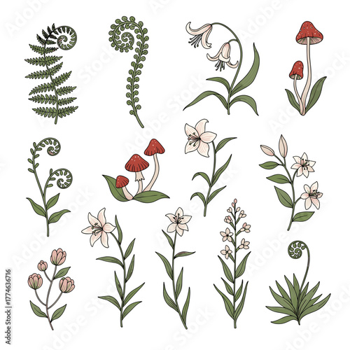 Elegant hand-drawn botanical illustrations featuring delicate lilies, various wildflowers, distinct fern varieties, and charming red-capped mushrooms.