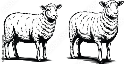 Black and white sheep standing animal livestock