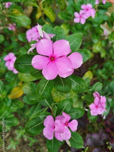 pink flowers in the garden