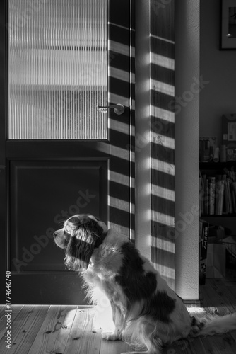 A dog waiting by the door