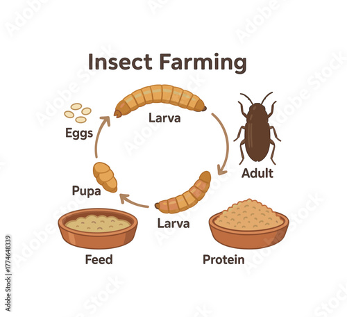 insect farming educational poster lifecycle diagram and protein conversion info flat vector illustration style isolated on white background