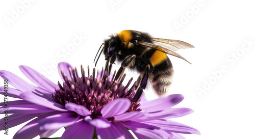 A fuzzy bumblebee collecting nectar from a vibrant purple flower isolated on transparent background