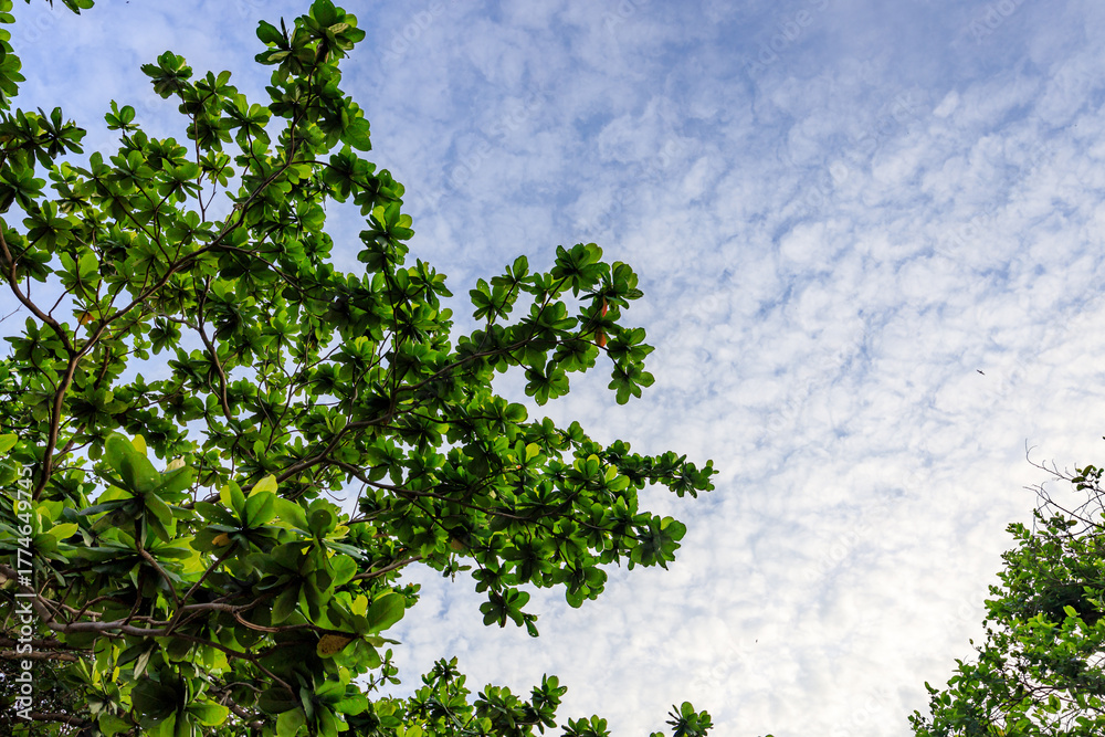 Fototapeta premium Tree with green leaves is in the foreground and the sky is blue
