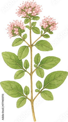 Marjoram plant with flowers  detailed herb illustration 