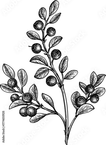 Blueberry branch ink sketch.