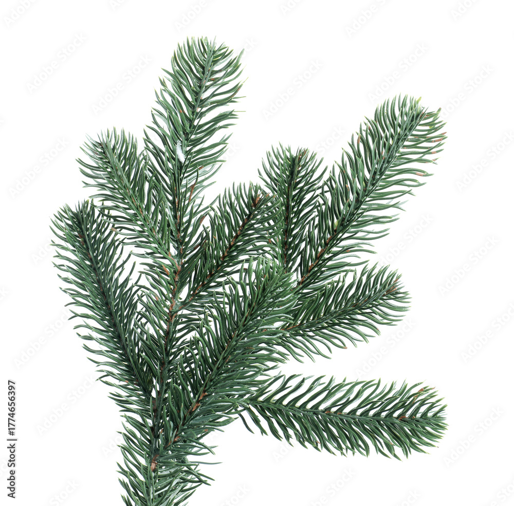 Naklejka premium Branch of artificial fir tree isolated on white. Christmas decor