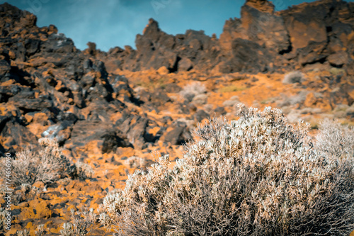 Volcanic landscape with rocks, stones and sand, a volcano terrain with a desert flora at sunset.