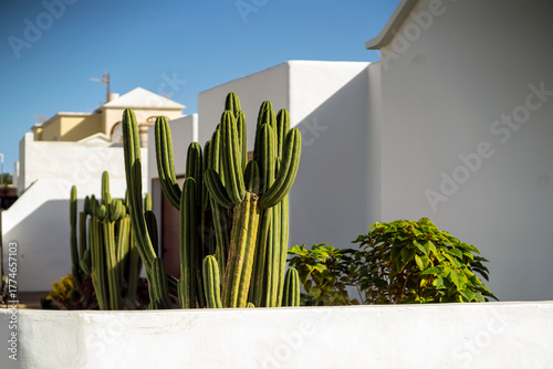 фотографія A green cactus on a white background, a cacti grows in the garden in a small cosy town