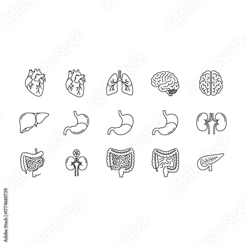 Collection of human organ icons, representing various parts of the body and their functions