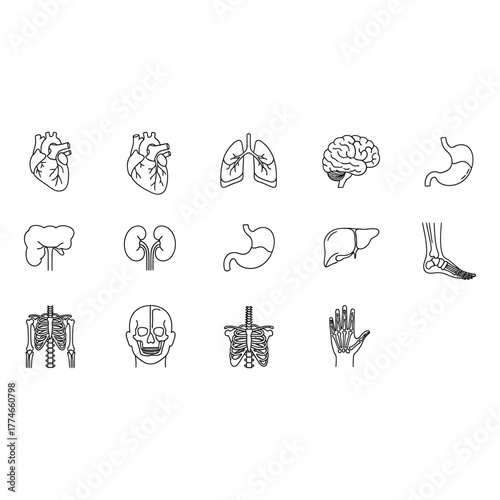 Collection of human organ icons featuring heart, lung, brain, stomach, liver, kidney, skeleton