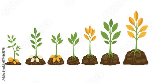Growth stages of a plant: green to yellow transition in simple style