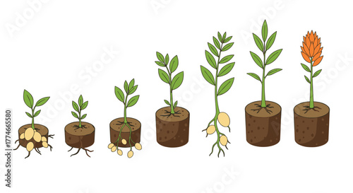 Growth stages of a plant from seed to flower in simple flat style