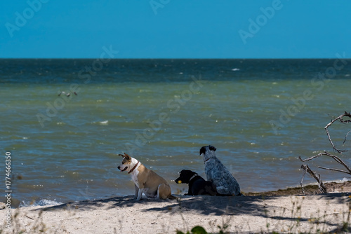 Quadro su tela Wish You Were Here: Dogs Dream of Dips and Treats on a Caribbean Getaway