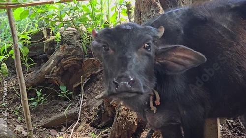 A young buffalo calf stands in a wooded area, flicking its ears and swishing its tail to ward off flies. A rope is around its neck amidst the foliage.