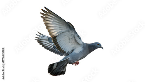 pigeon on white background