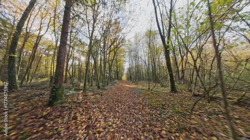 fpv drone flying over path in forest with fall colours on a sunny autumn day in Vosges